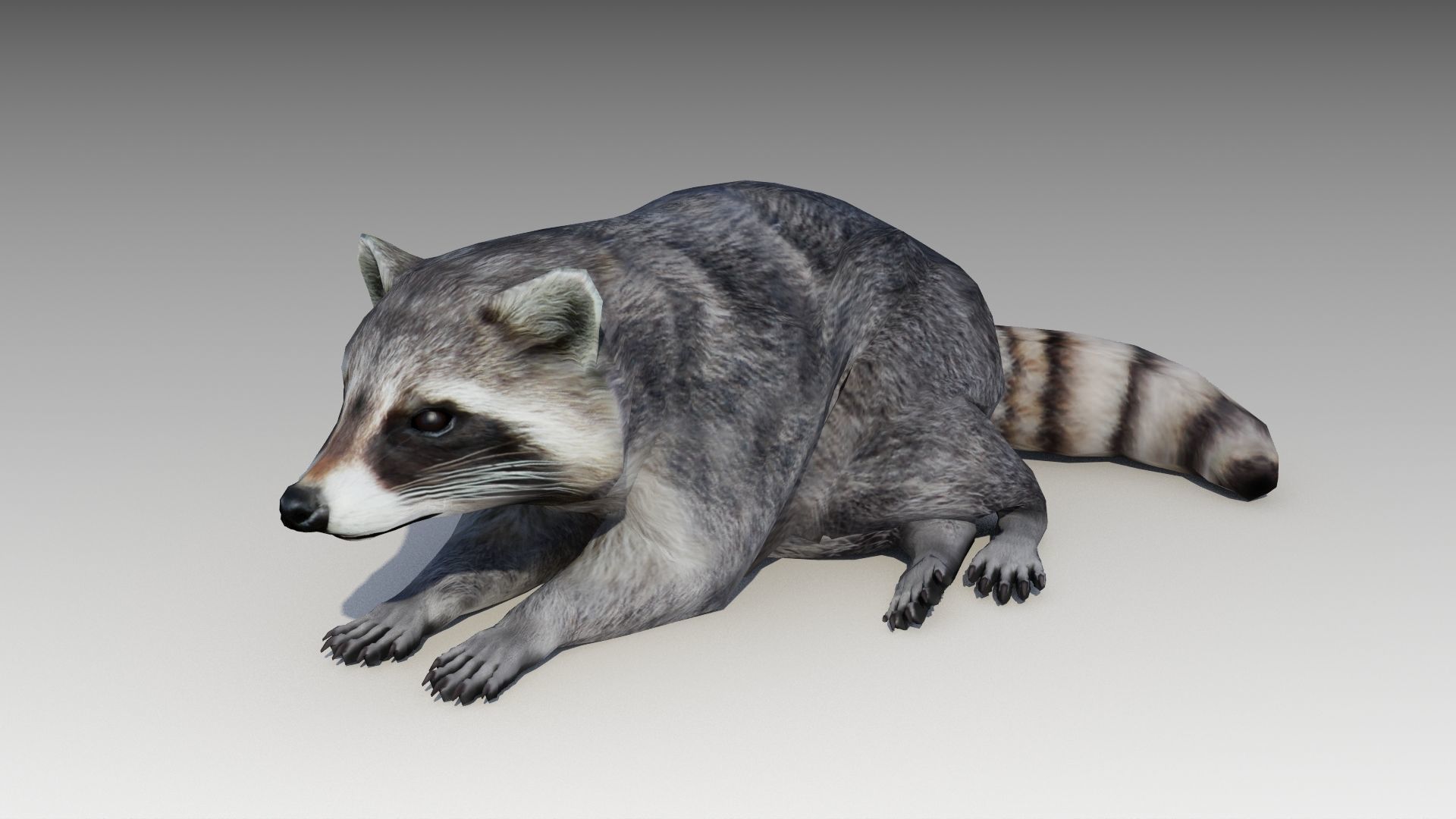 Raccoon Animated Low-poly 3D model_12