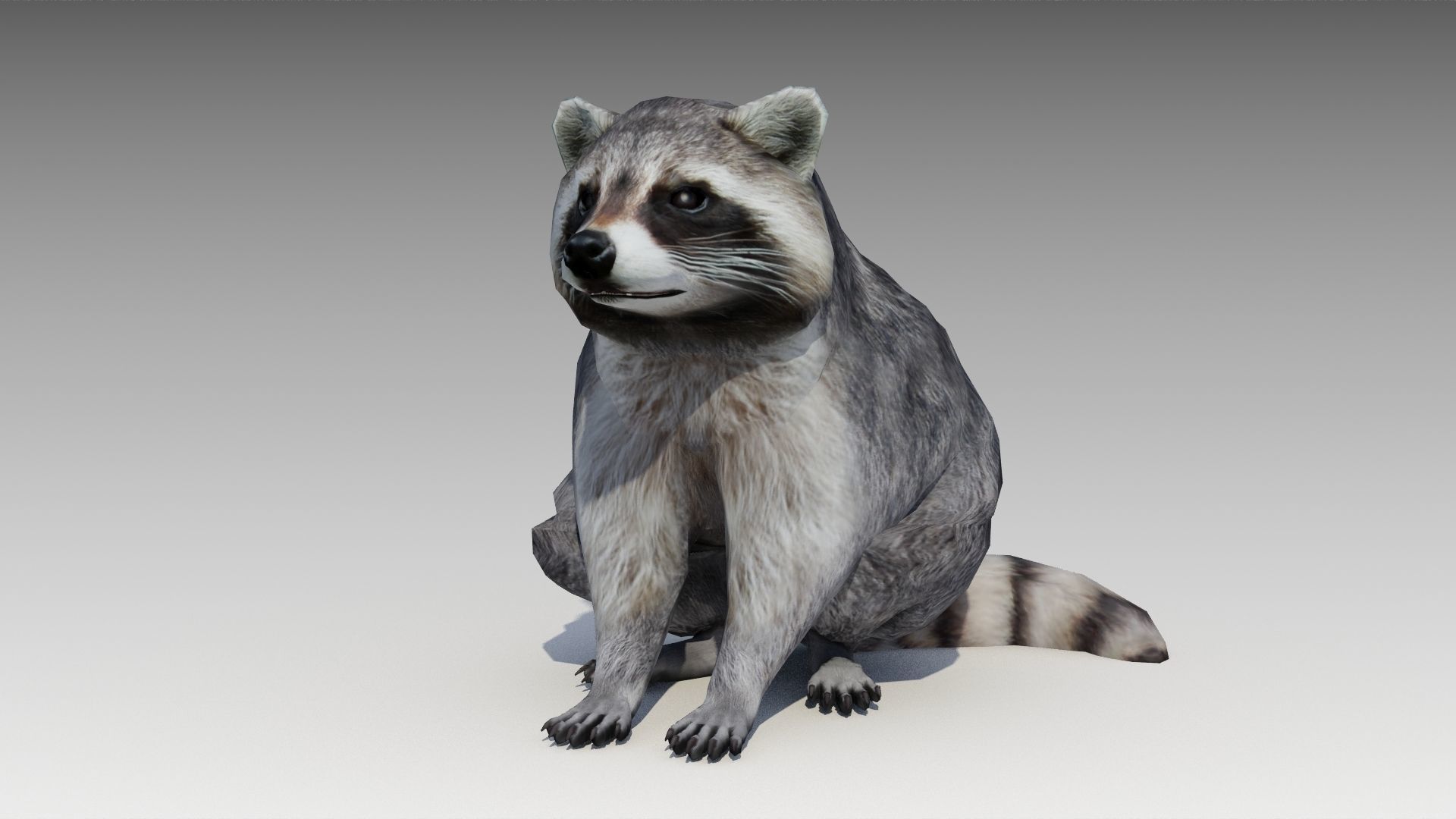 Raccoon Animated Low-poly 3D model_11