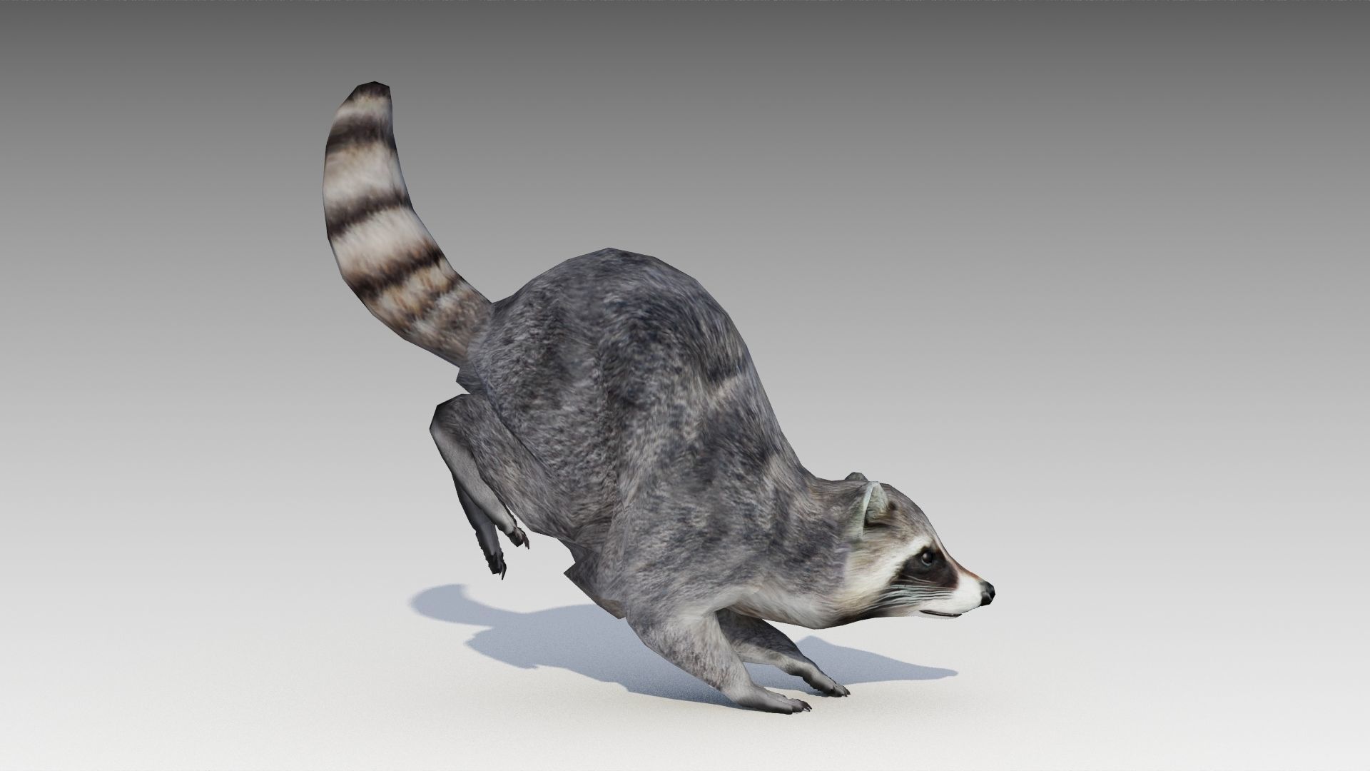 Raccoon Animated Low-poly 3D model_8