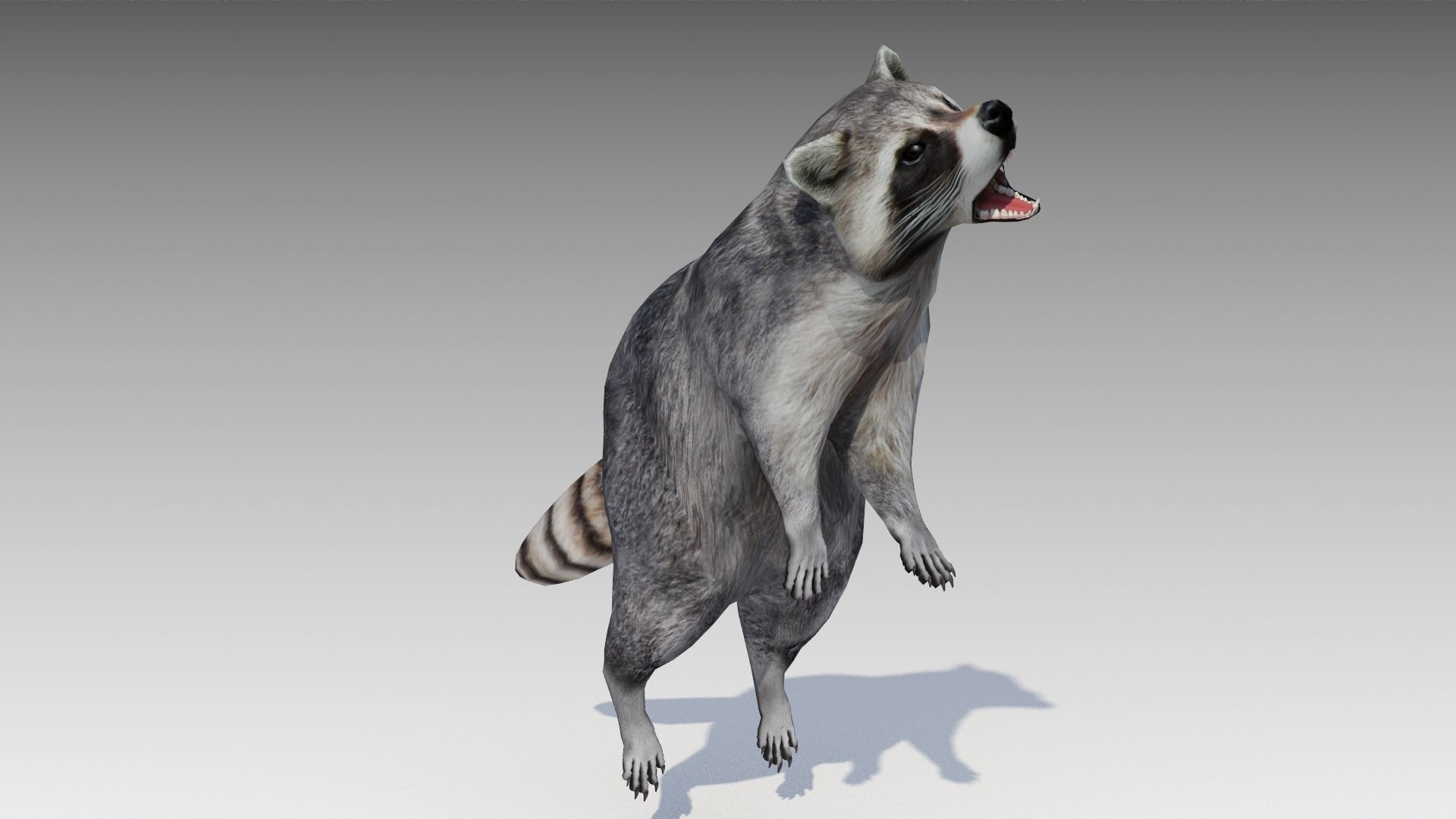 Raccoon Animated Low-poly 3D model_15