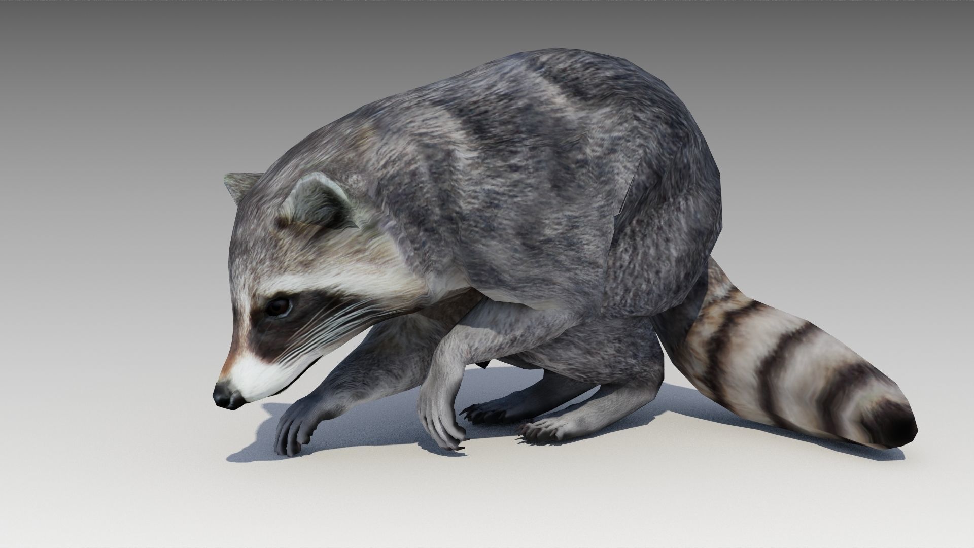 Raccoon Animated Low-poly 3D model_16