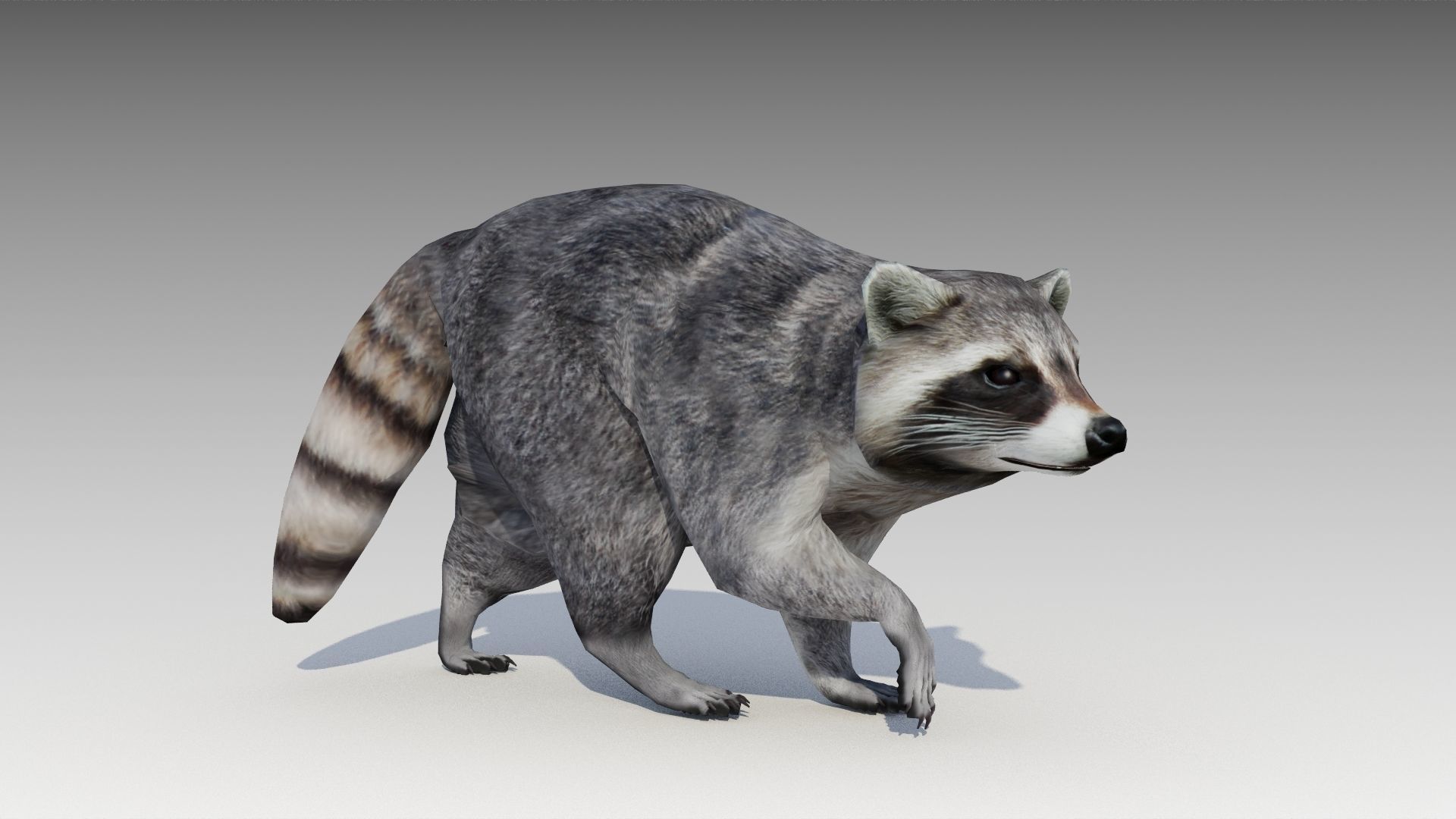 Raccoon Animated Low-poly 3D model_10