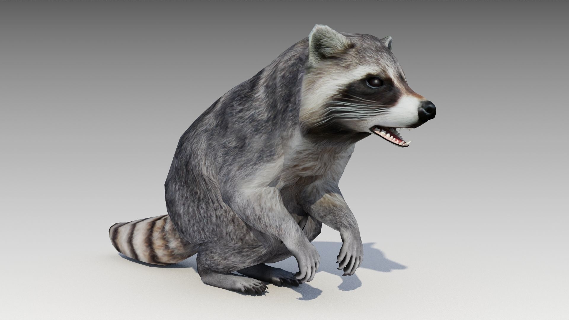 Raccoon Animated Low-poly 3D model_14