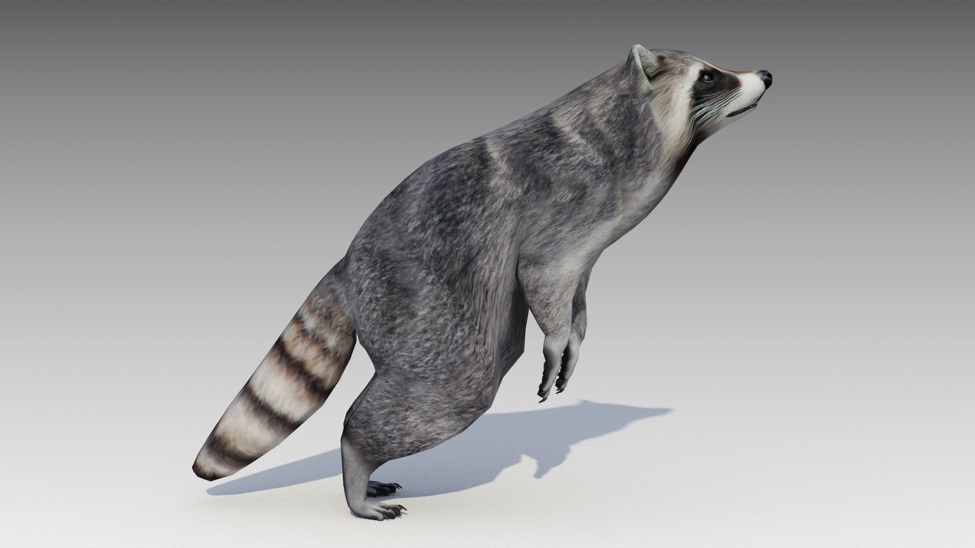 Raccoon Animated Low-poly 3D model_7