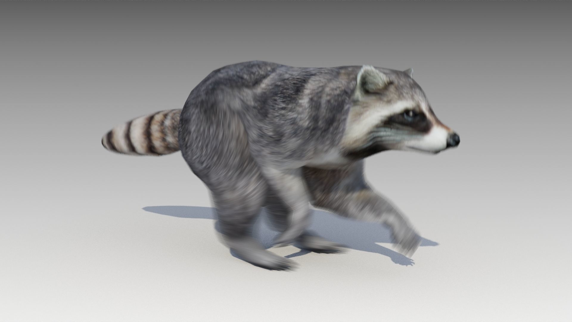 Raccoon Animated Low-poly 3D model_19