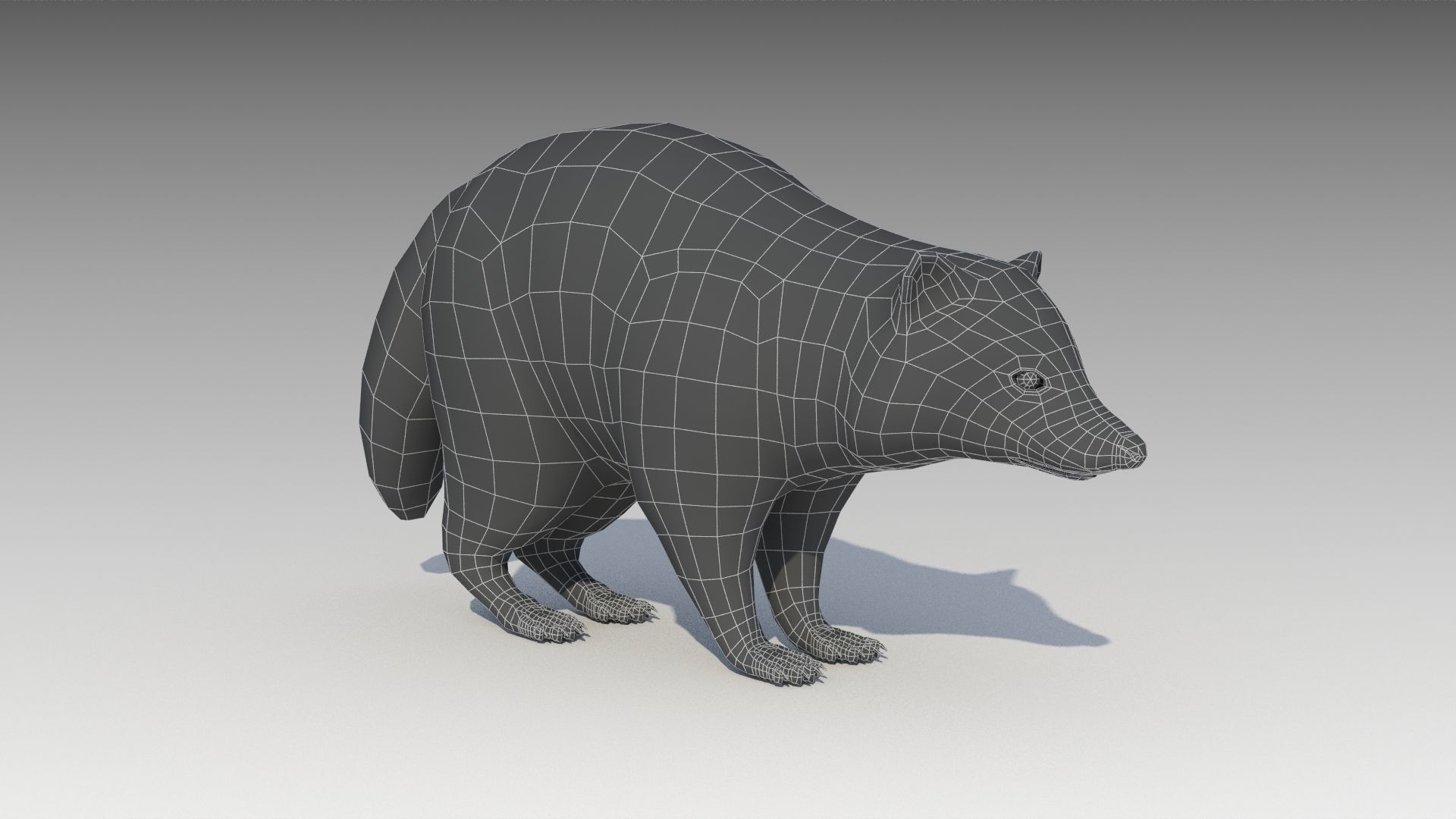 Raccoon Animated Low-poly 3D model_20