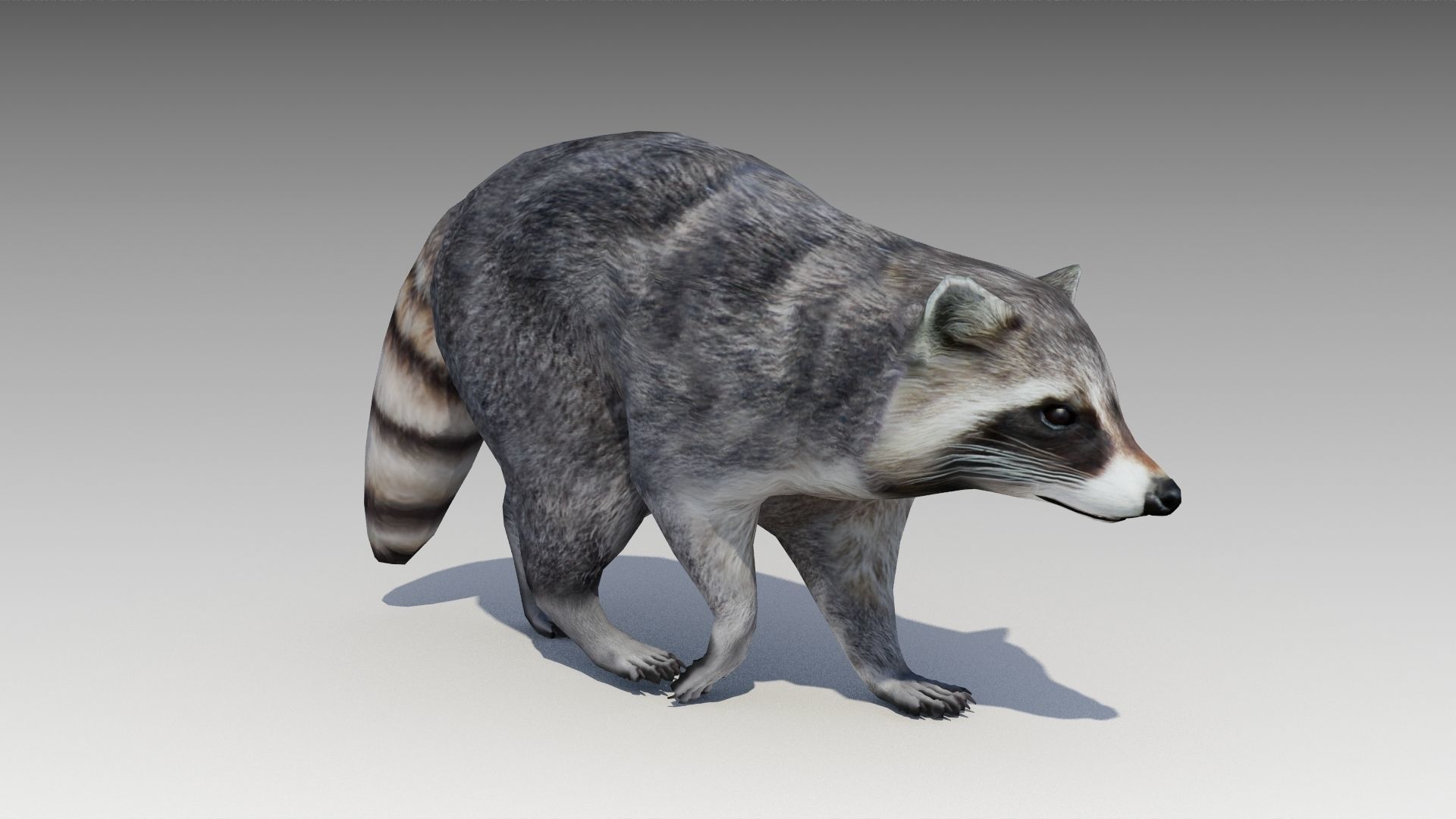 Raccoon Animated Low-poly 3D model_2