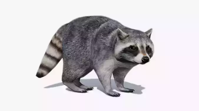 Raccoon Animated Low-poly 3D model