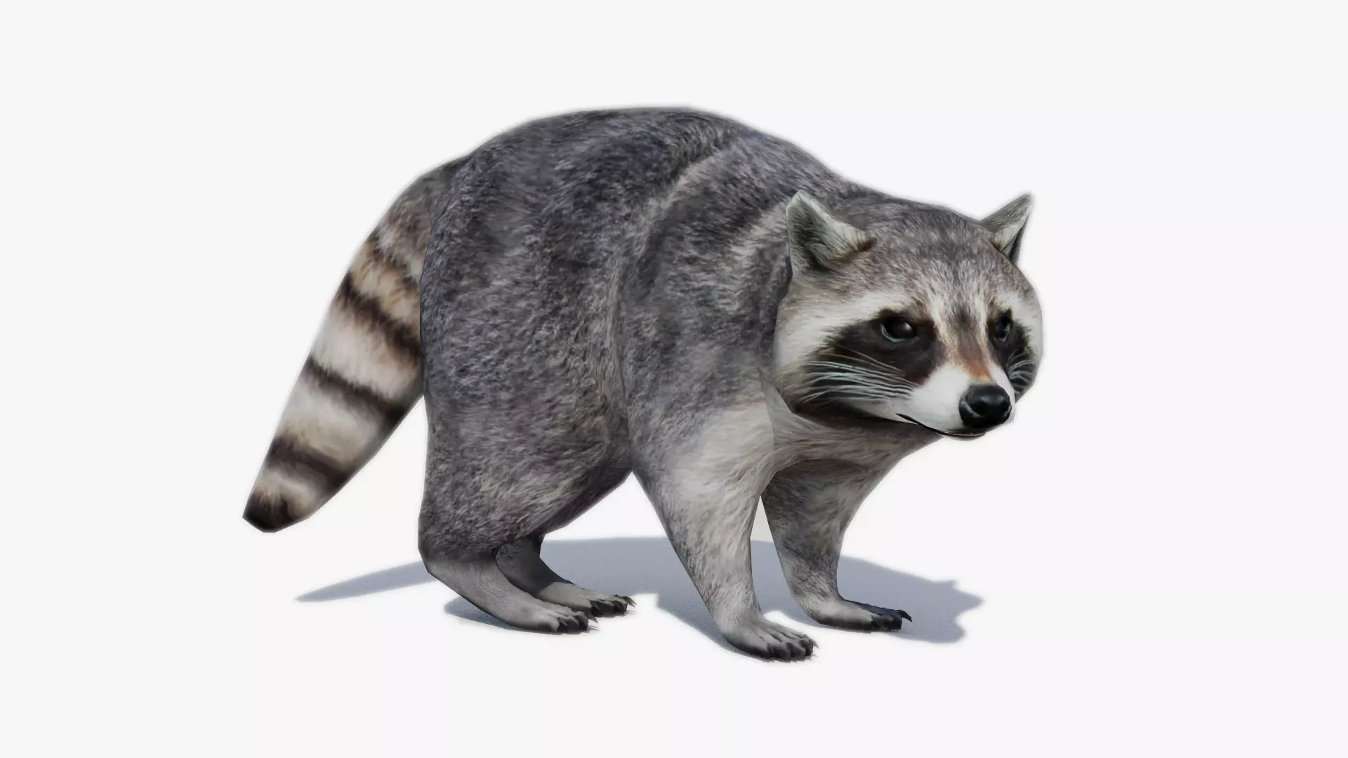 Raccoon Animated Low-poly 3D model_0