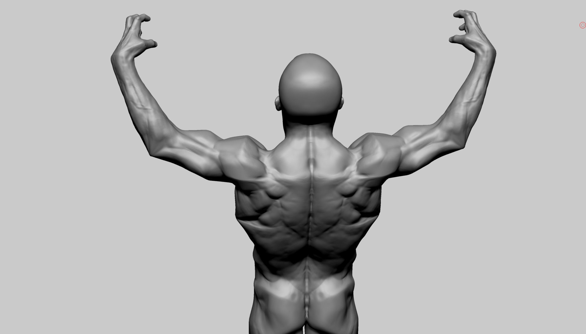Stylized Male Anatomy 3D model_8
