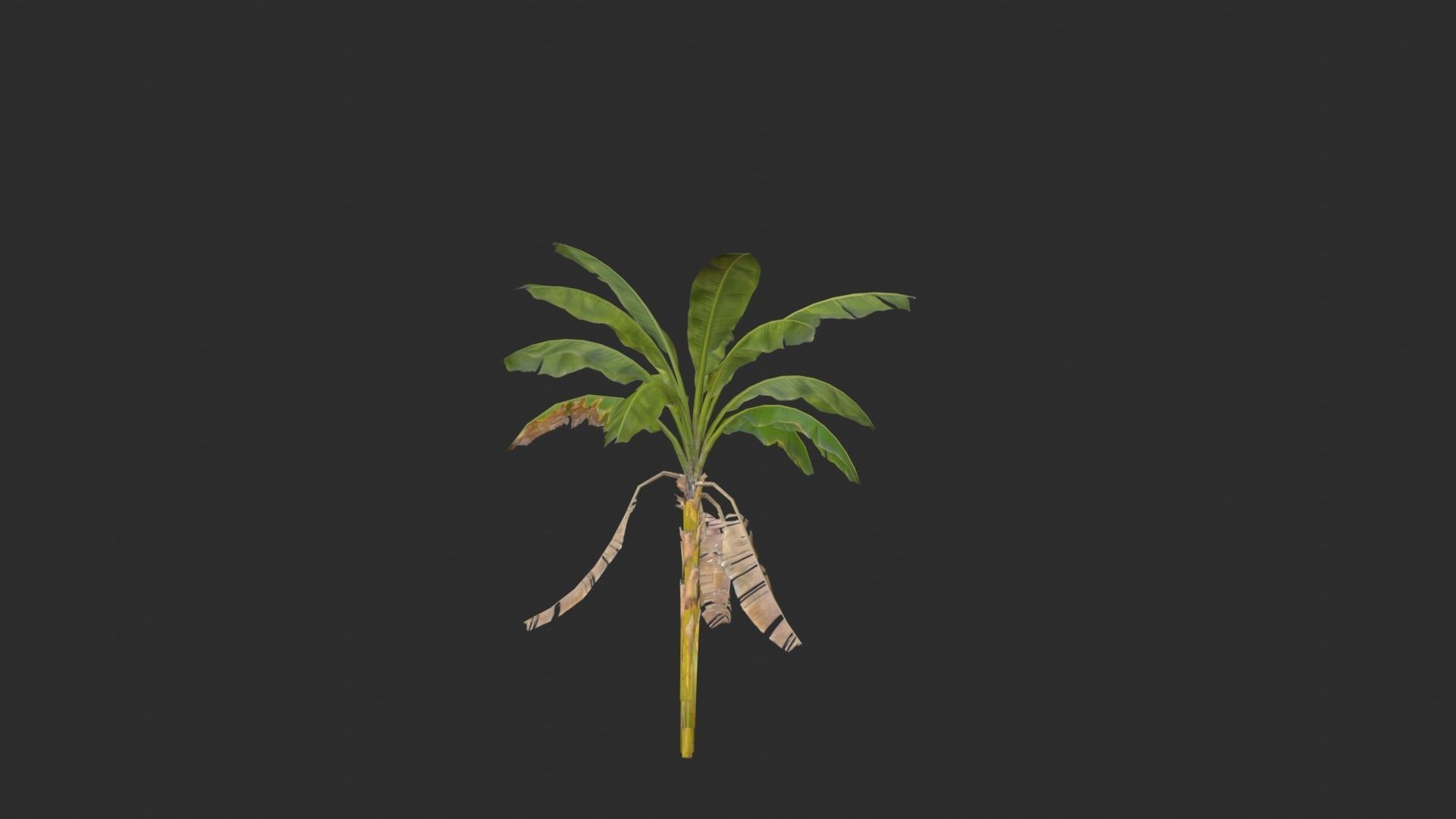 Banana Trees 03 Low-poly 3D model_4