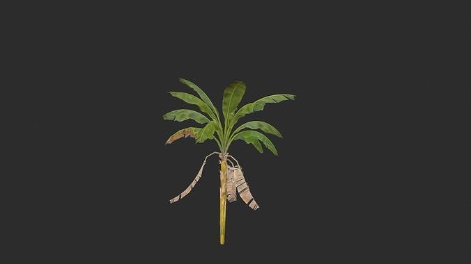 Banana Trees 03 Low-poly 3D model 5