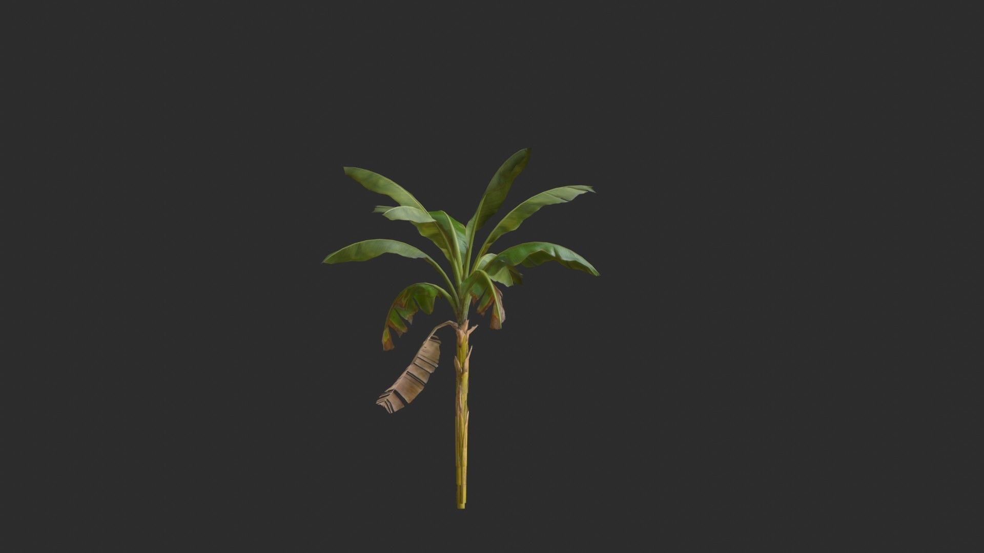 Banana Trees 03 Low-poly 3D model_16