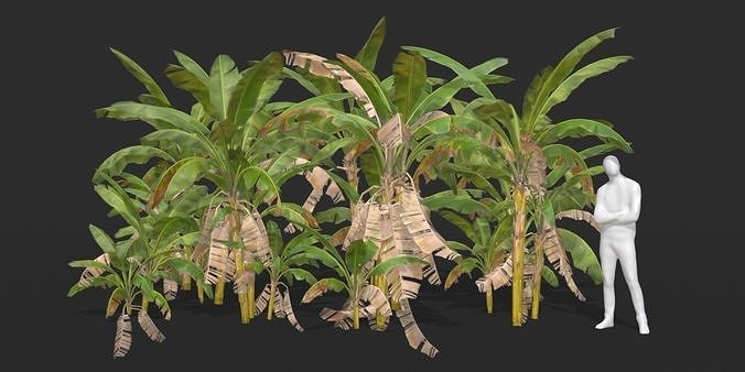 Banana Trees 03 Low-poly 3D model 3