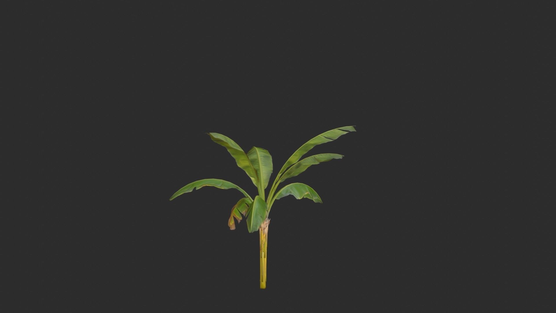 Banana Trees 03 Low-poly 3D model_18