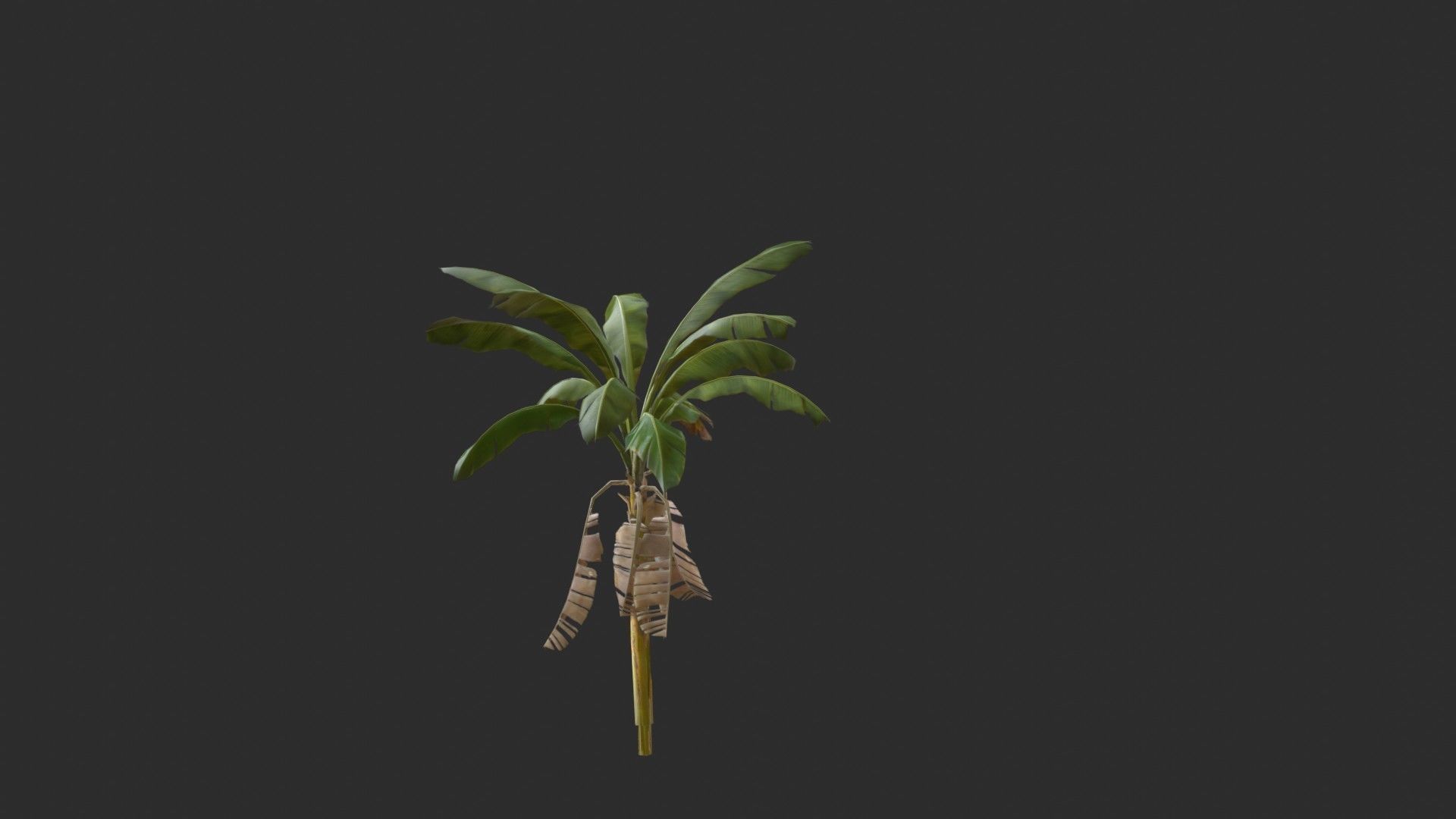 Banana Trees 03 Low-poly 3D model_5