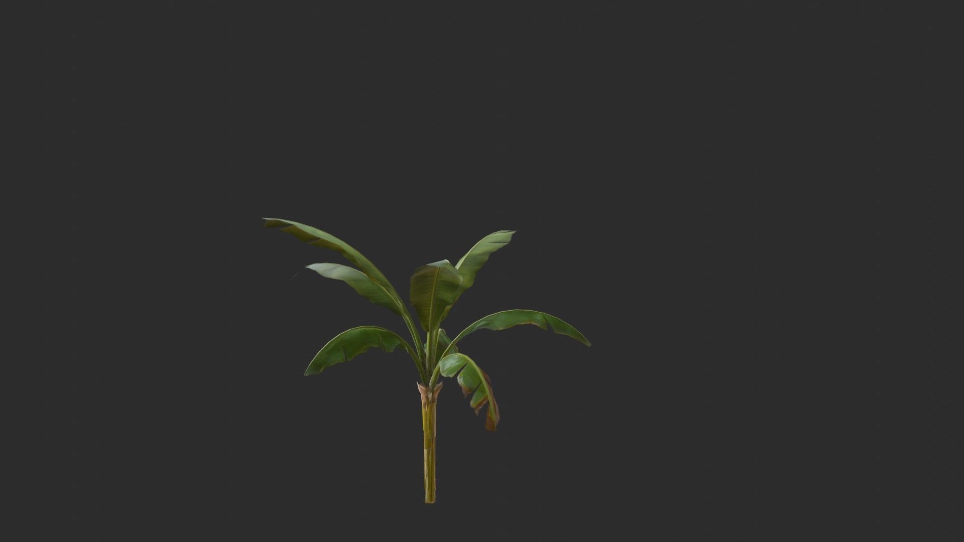 Banana Trees 03 Low-poly 3D model_20