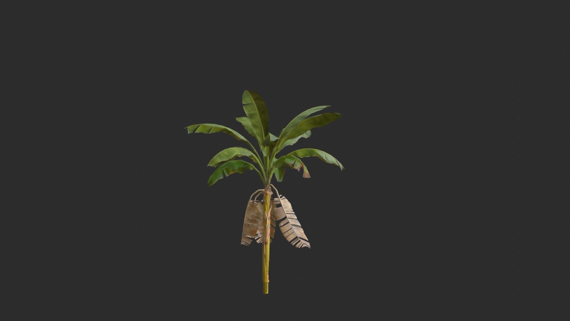 Banana Trees 03 Low-poly 3D model_6