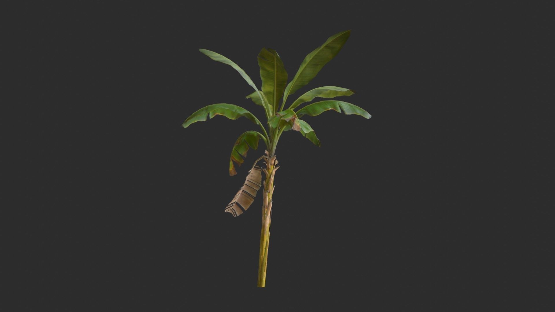 Banana Trees 03 Low-poly 3D model_11