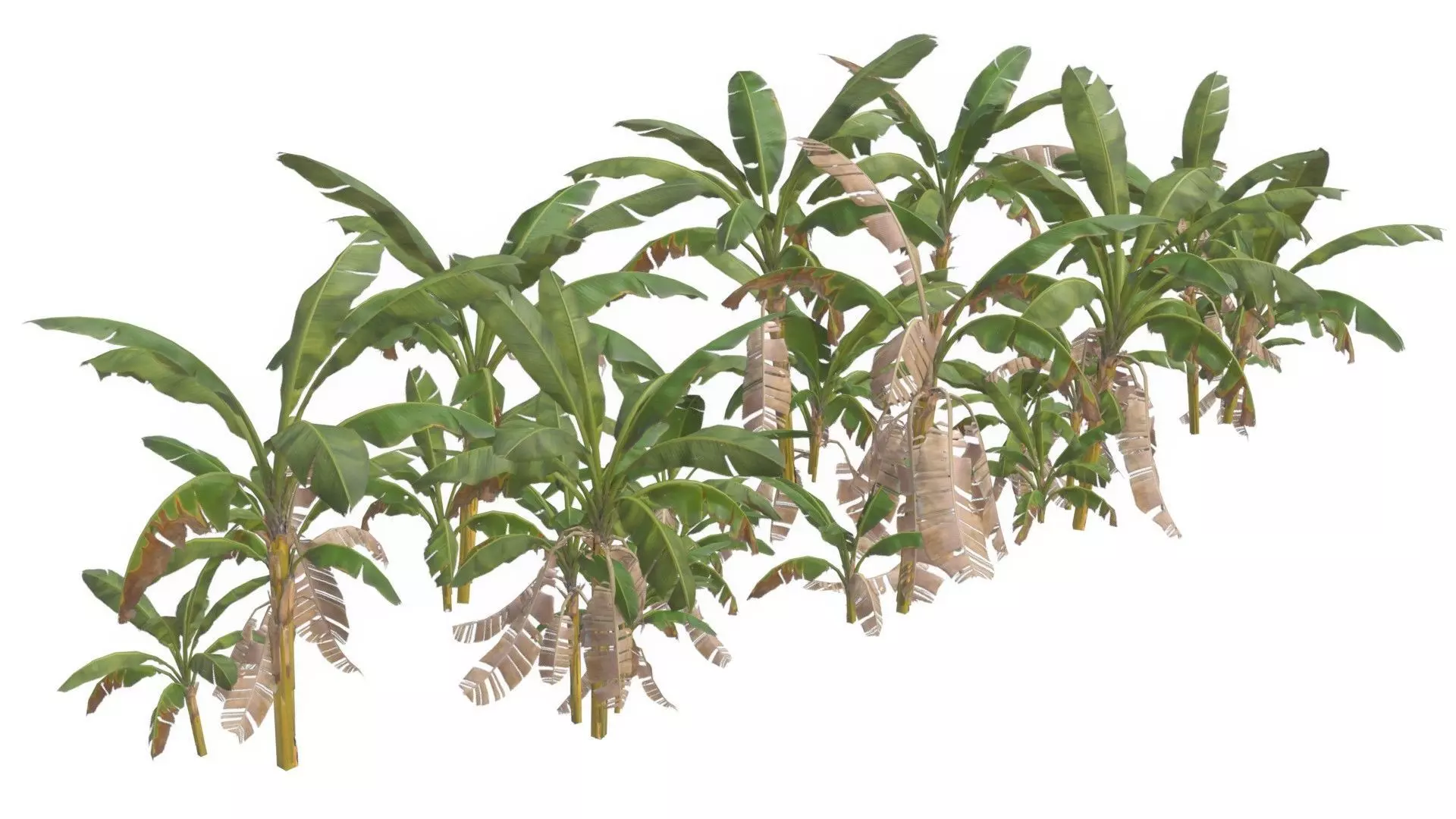 Banana Trees 03 Low-poly 3D model_0