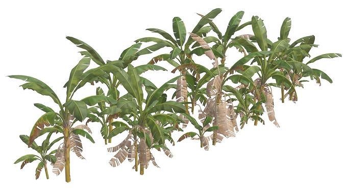 Banana Trees 03 Low-poly 3D model
