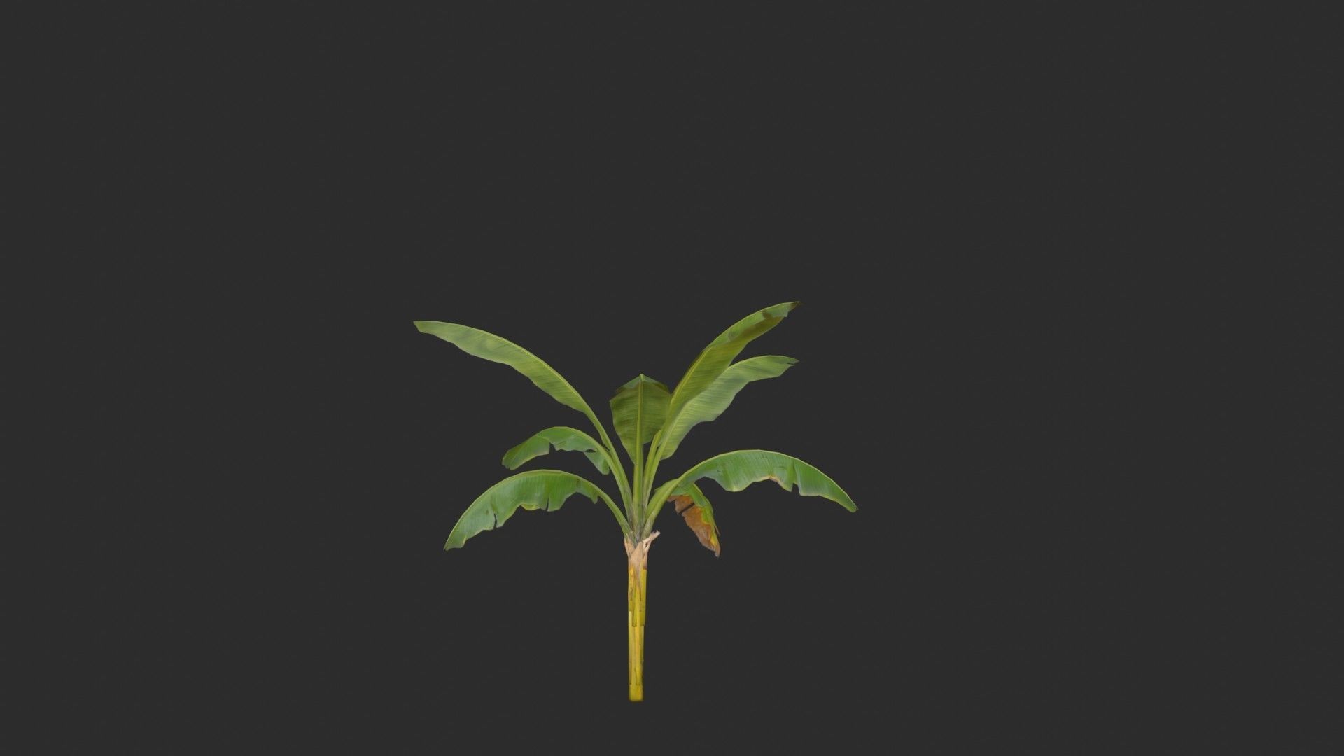 Banana Trees 03 Low-poly 3D model_19