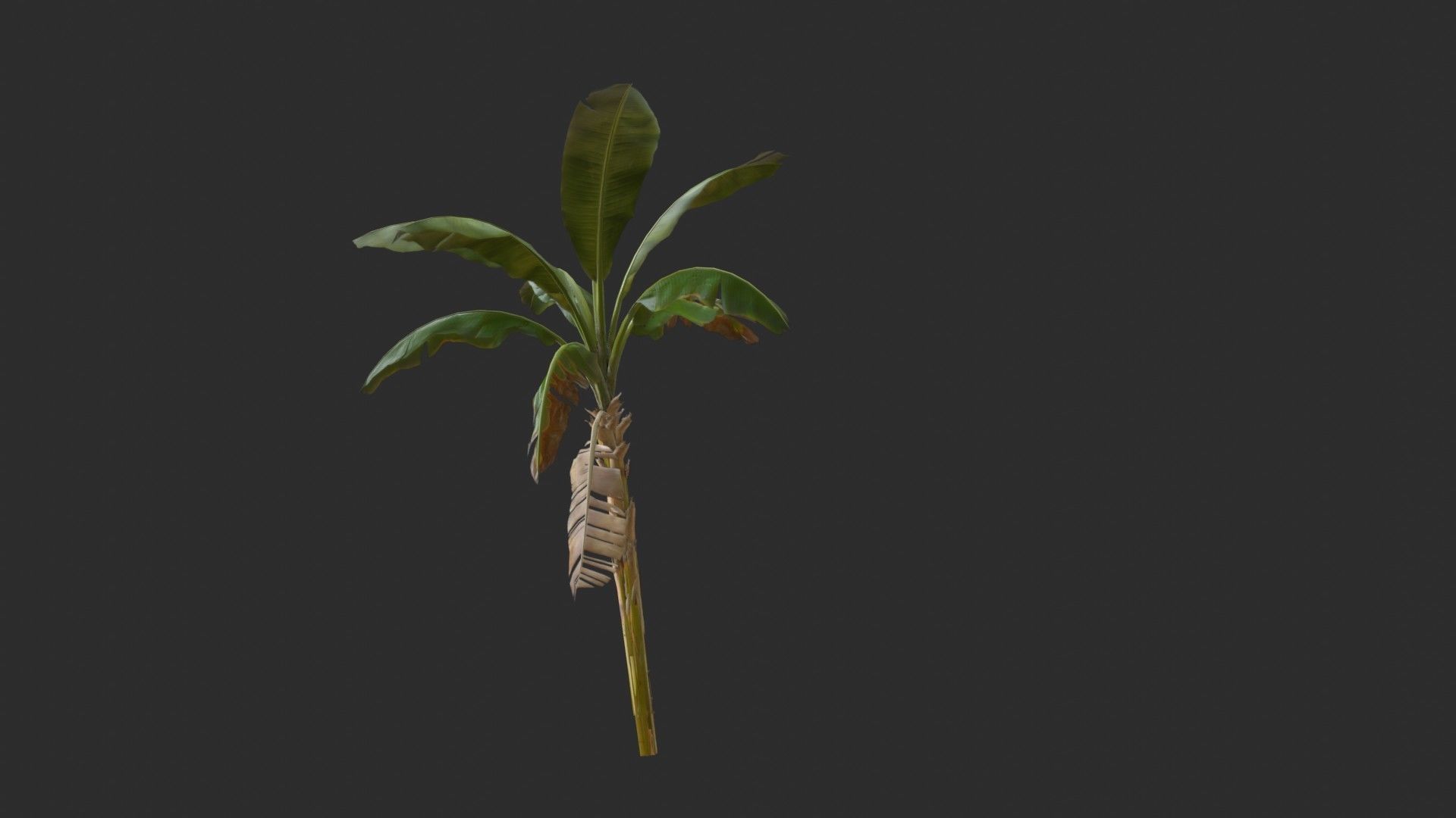 Banana Trees 03 Low-poly 3D model_10