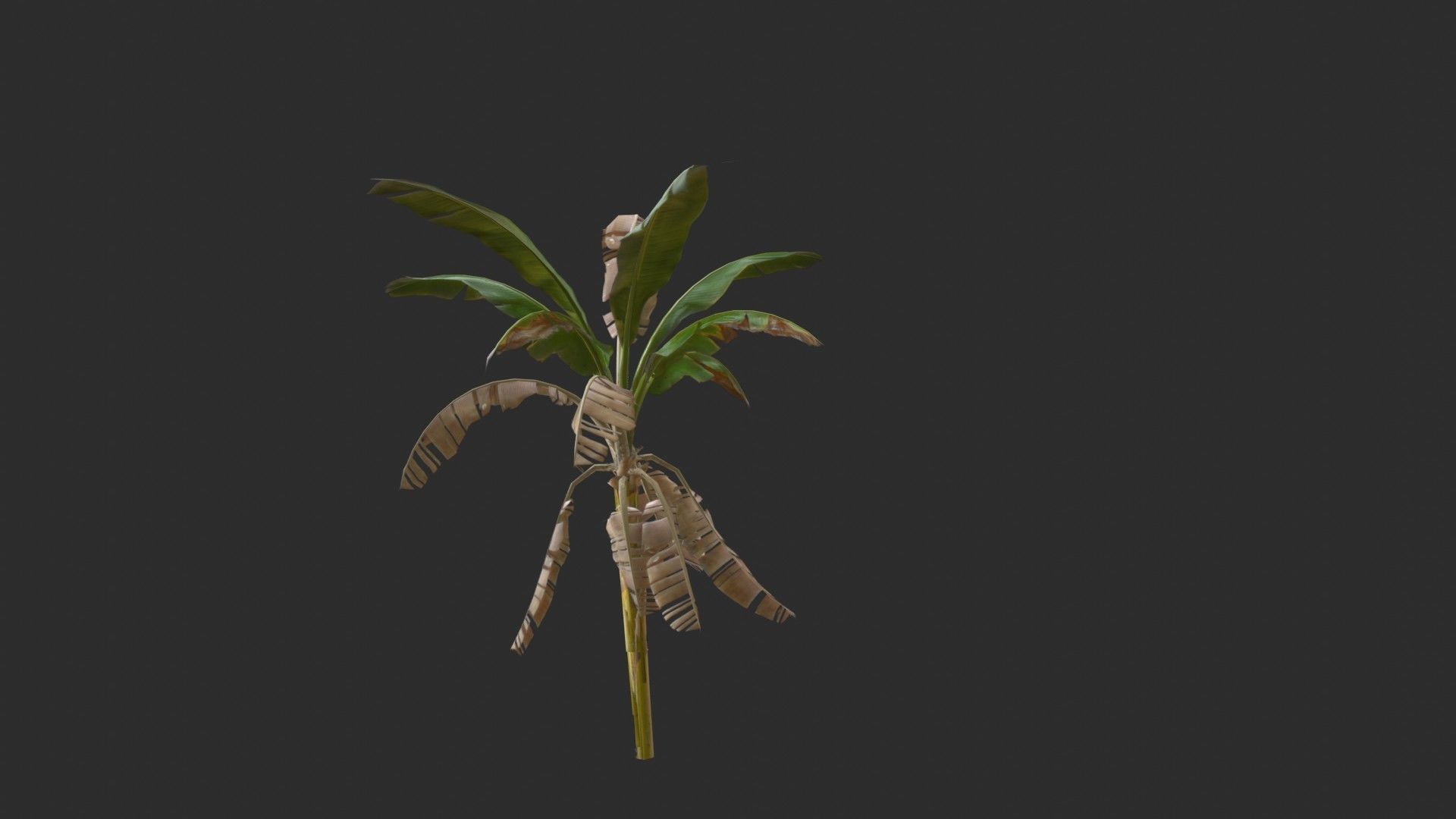 Banana Trees 03 Low-poly 3D model_25