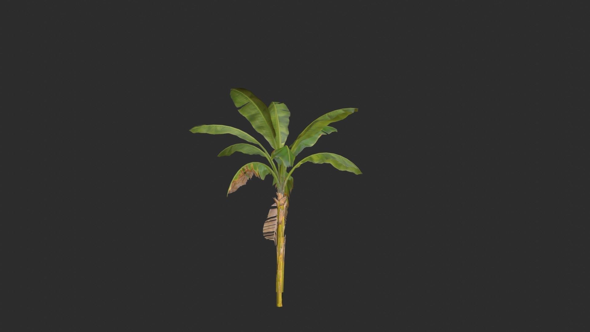Banana Trees 02 Low-poly 3D model_13