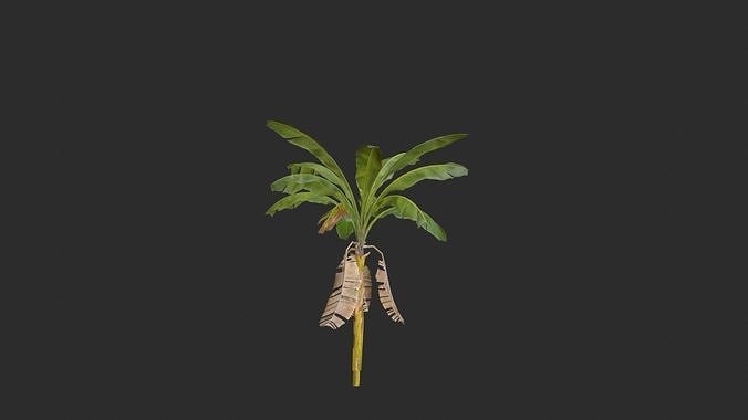 Banana Trees 02 Low-poly 3D model 4