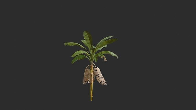 Banana Trees 02 Low-poly 3D model 7