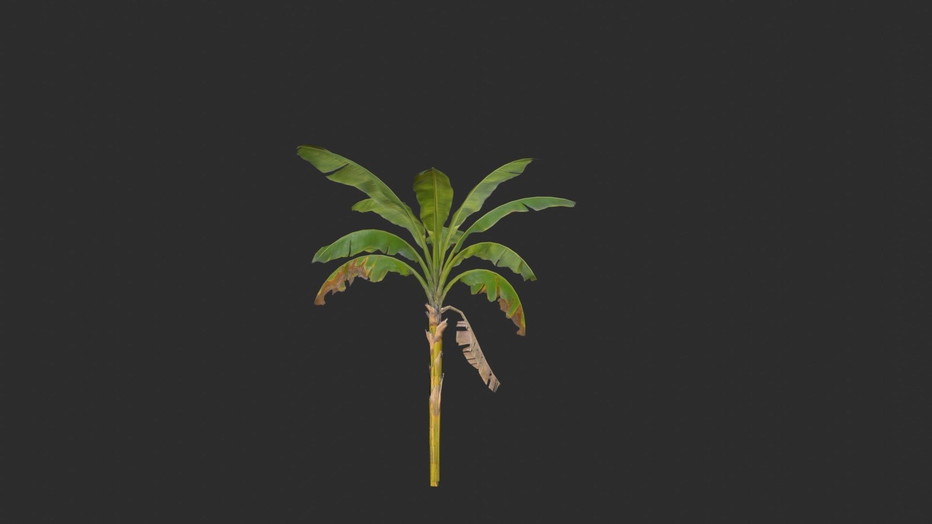 Banana Trees 02 Low-poly 3D model_14