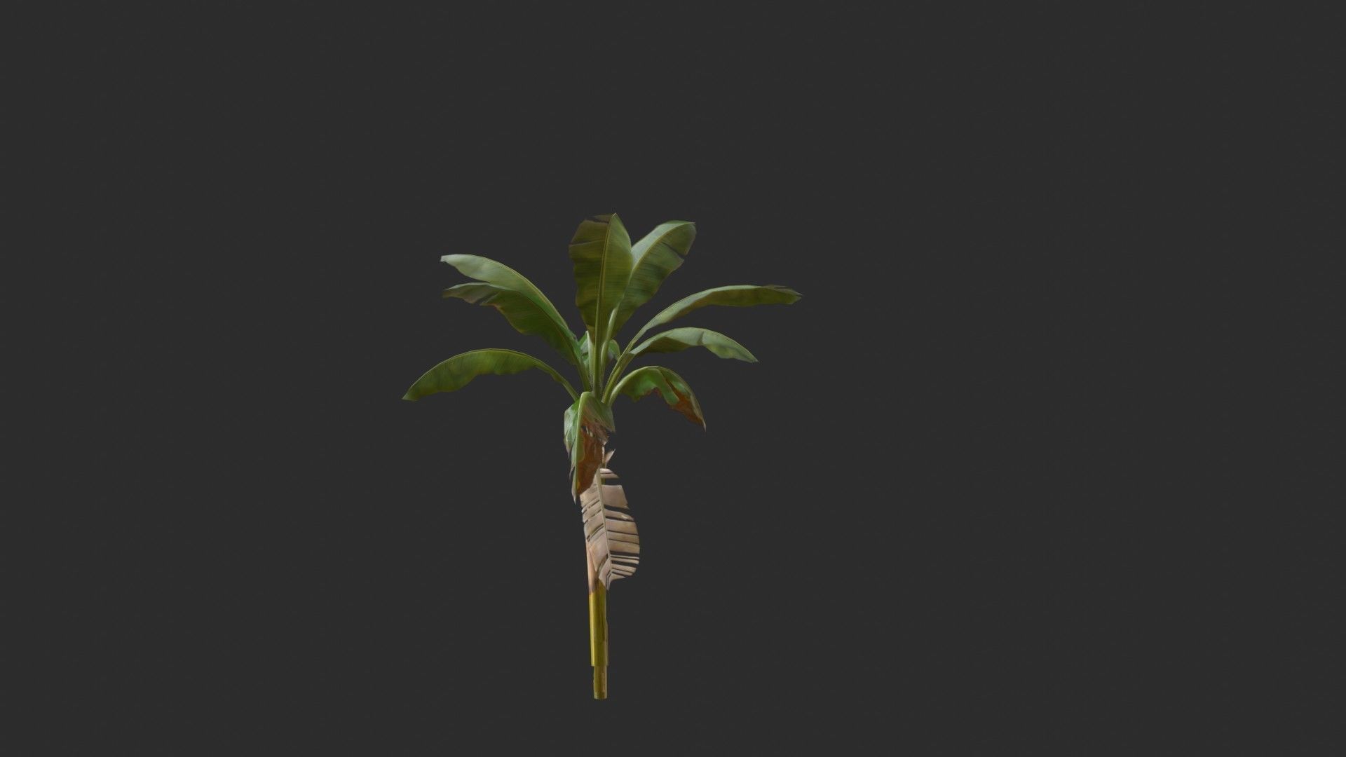 Banana Trees 02 Low-poly 3D model_15