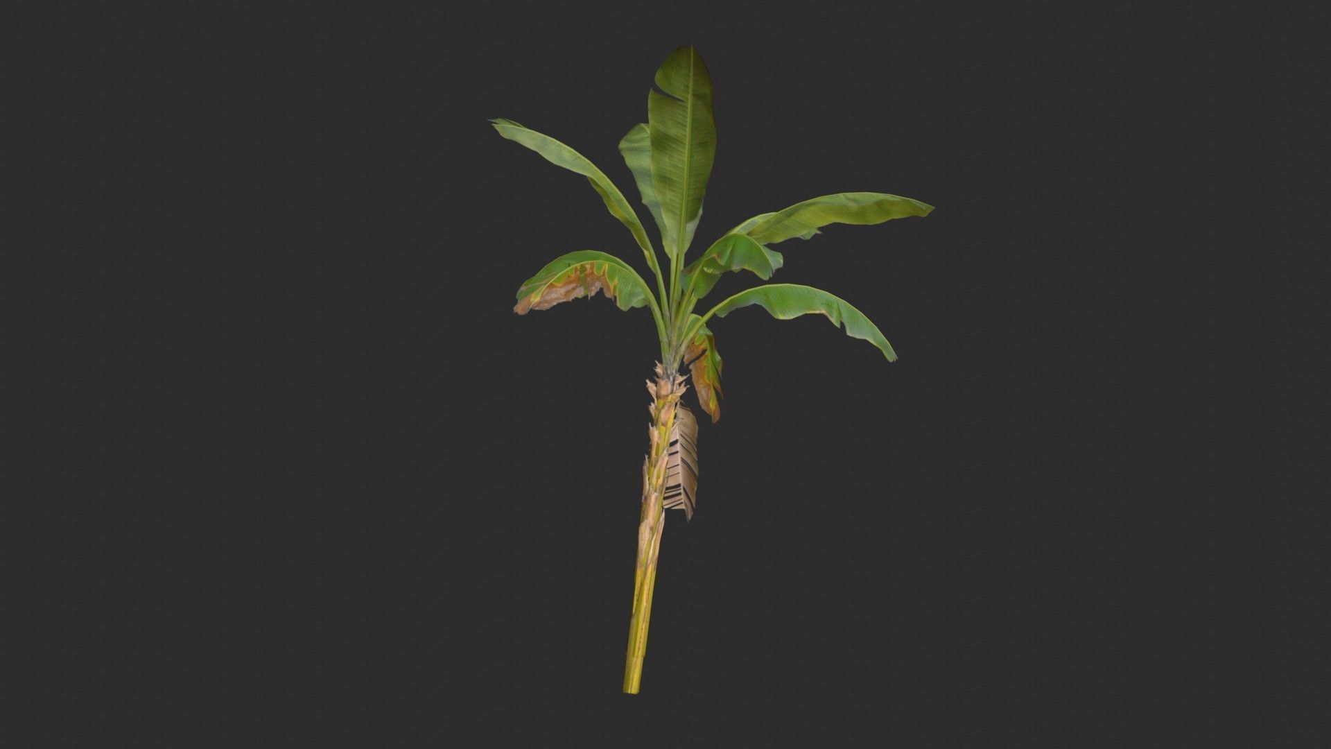 Banana Trees 02 Low-poly 3D model_8