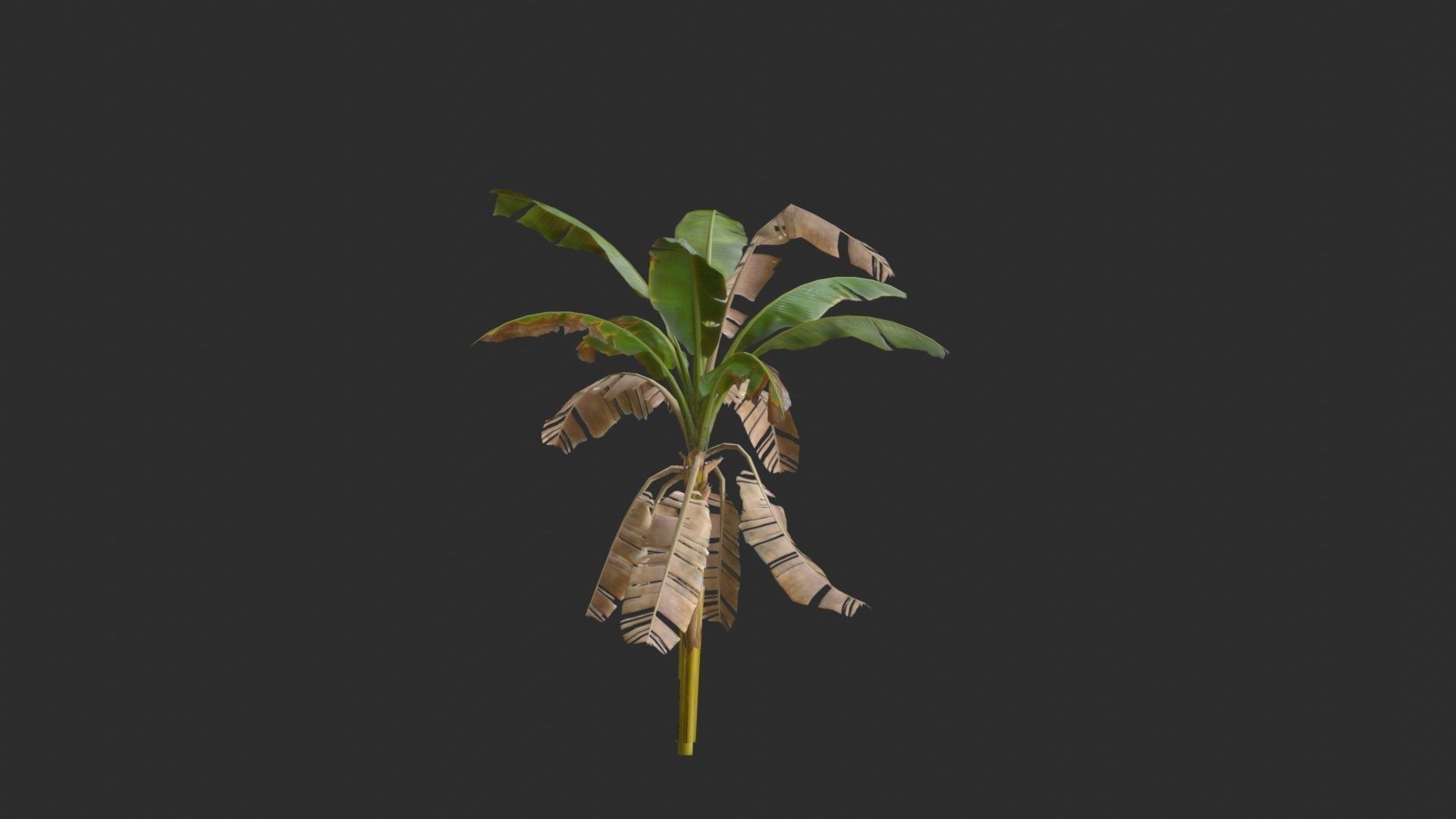 Banana Trees 02 Low-poly 3D model_26