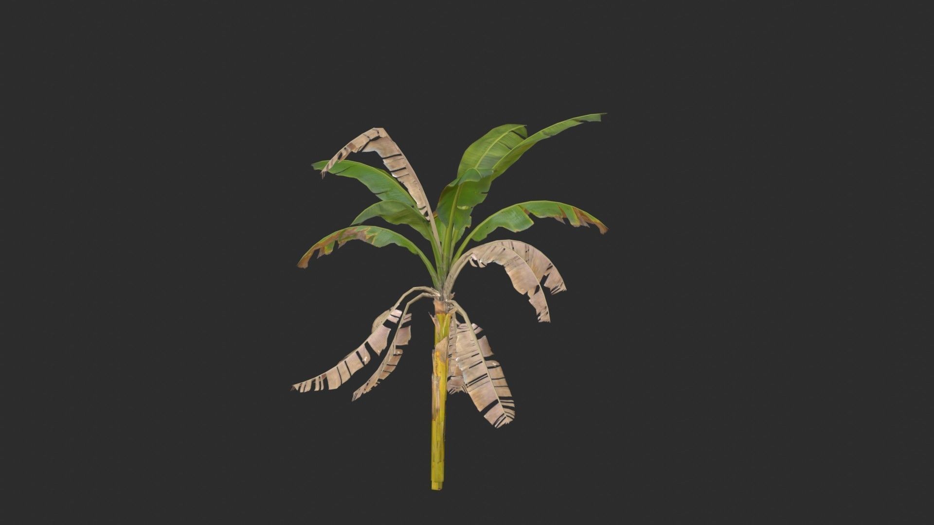 Banana Trees 02 Low-poly 3D model_24