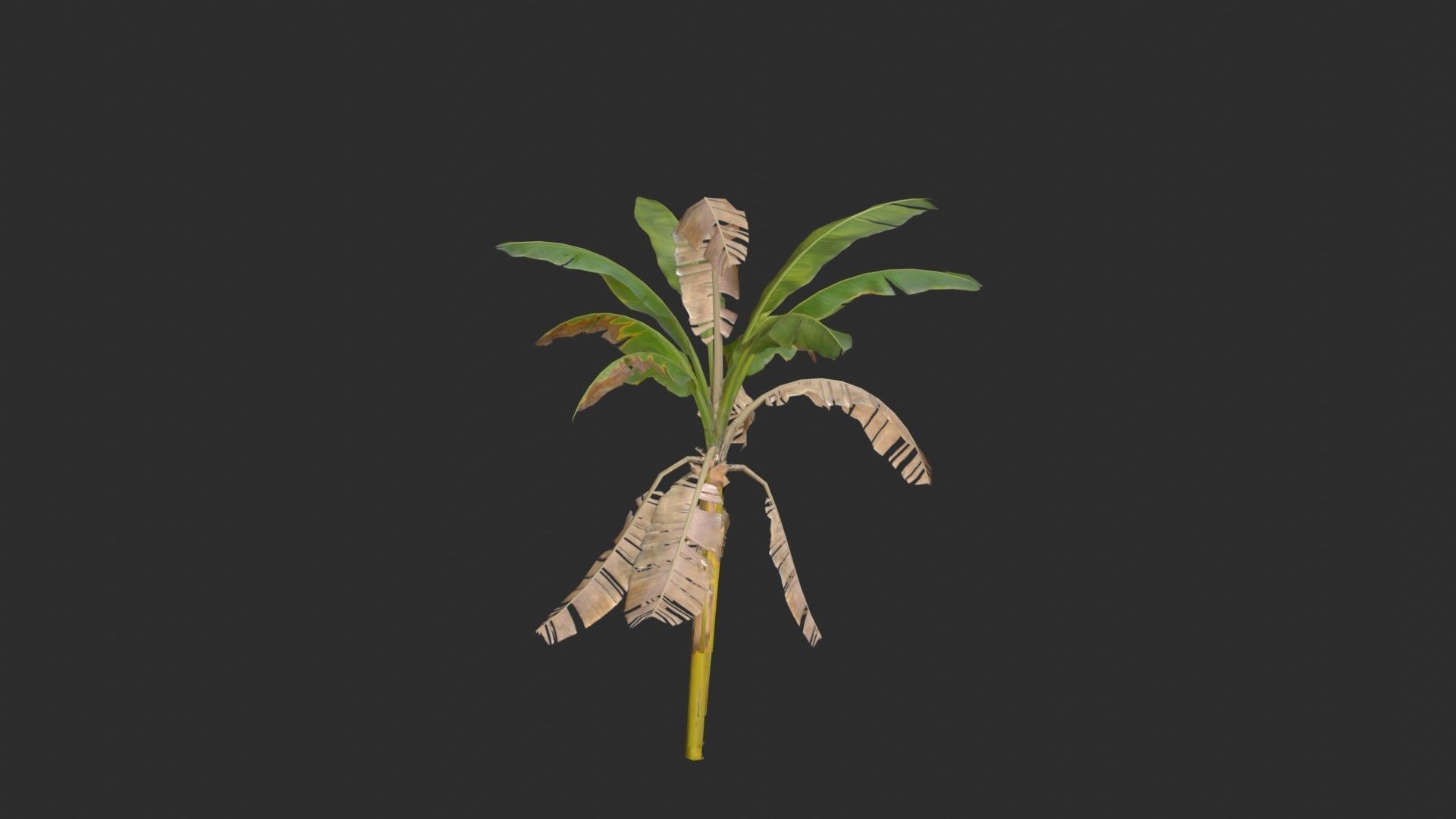 Banana Trees 02 Low-poly 3D model_23