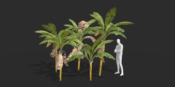 Banana Trees 02 Low-poly 3D model 2