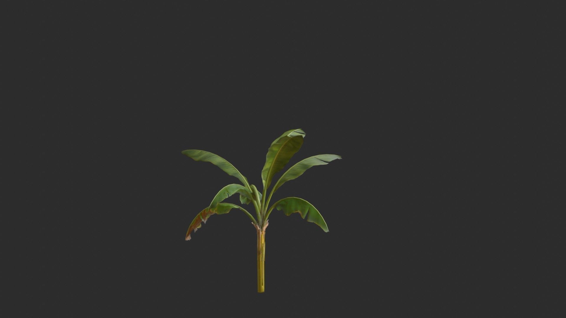 Banana Trees 02 Low-poly 3D model_21