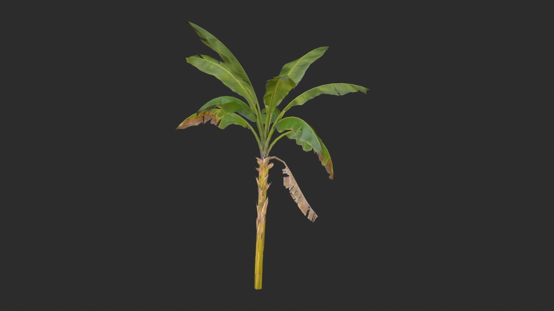 Banana Trees 02 Low-poly 3D model_9