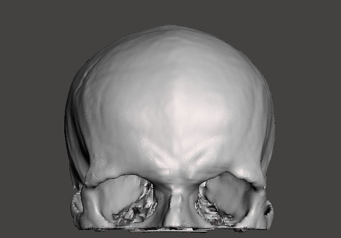 Human skull - male Free 3D model