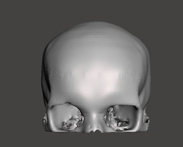 Human Skull - female Free 3D model