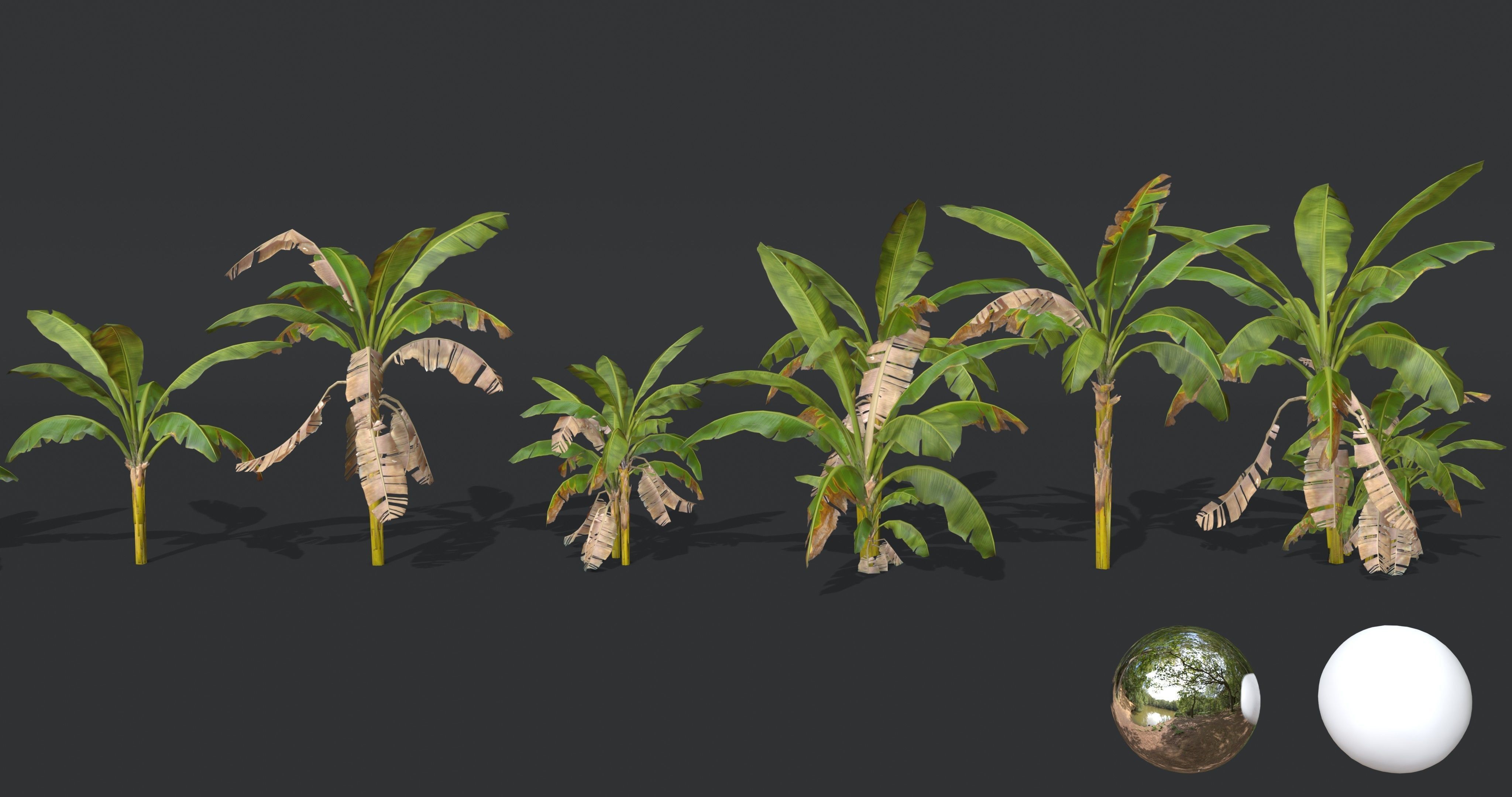 Banana Trees Collection _14