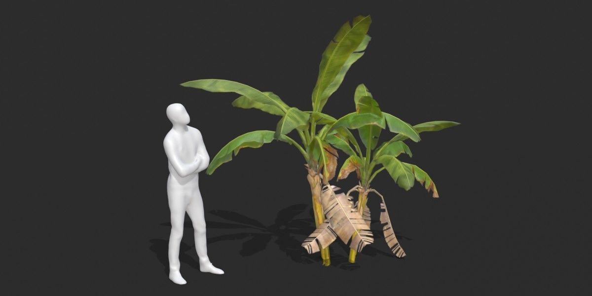 Banana Trees Collection _8