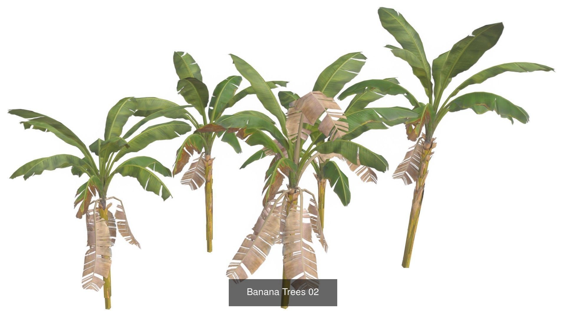 Banana Trees Collection _3