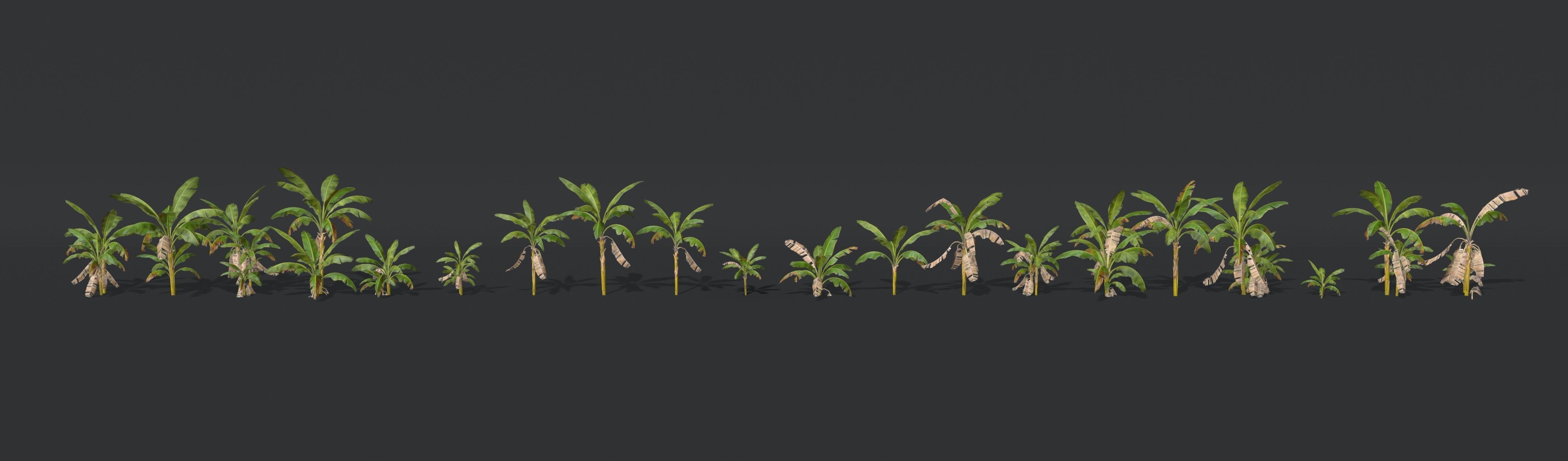 Banana Trees Collection _5