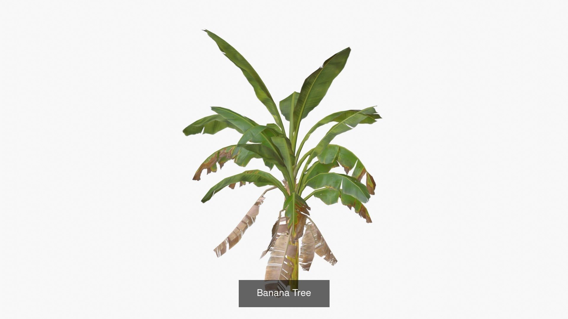 Banana Trees Collection _1