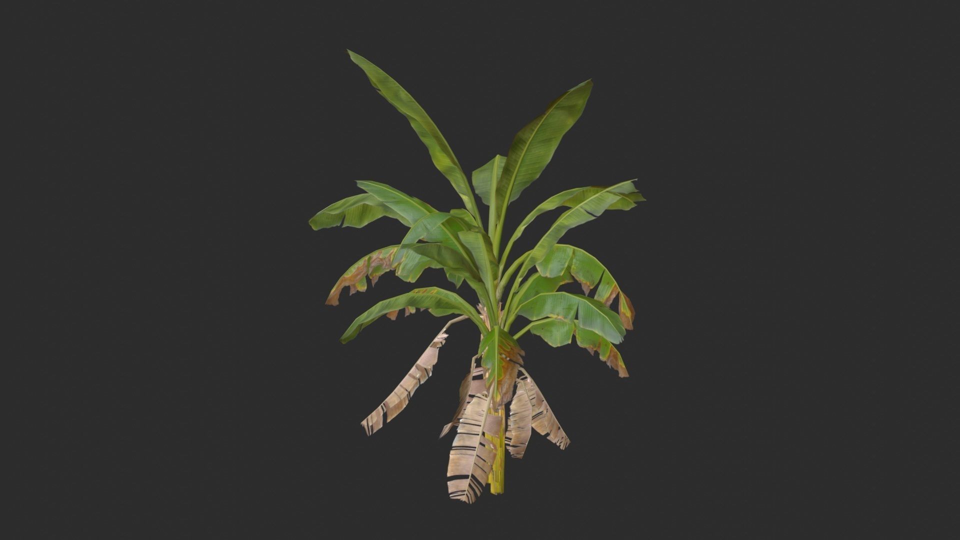 Banana Trees Collection _51