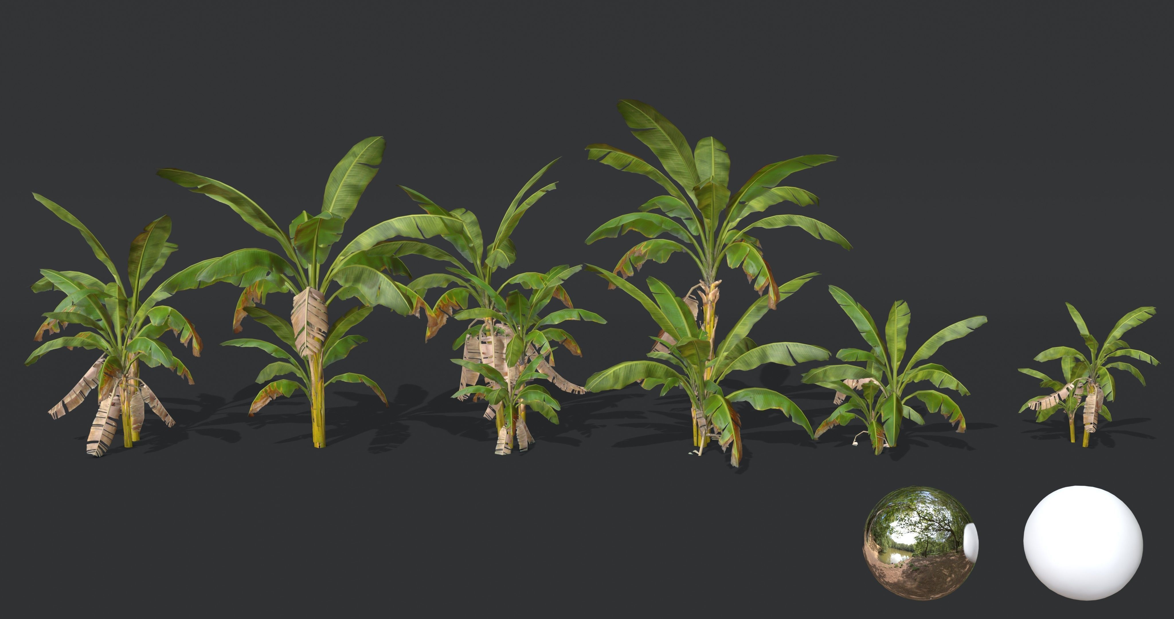 Banana Trees Collection _13