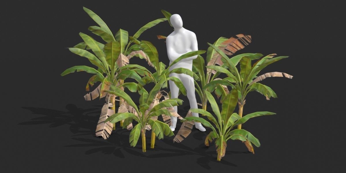 Banana Trees Collection _9